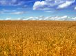 wheat field
