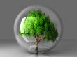 tree in a bubble