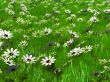 grass and flower