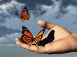 libre comme un papillon