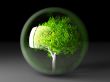 tree in a bubble