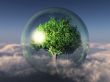 tree in a bubble