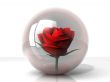 rose in a glass ball