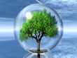 tree in a bubble