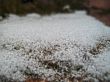 First snow on the branch and leaves