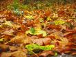 Carpet from the fallen maple leaves on the ground