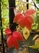 Red autumn leaves of the twisted plant