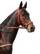 Beautiful horse.