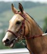 Profile of a beautiful  horse.