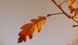 Red and yellow oak leaves on the branch