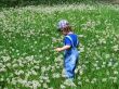 dandelion meadow