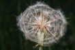 large blowball