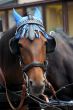 horse with a blue cap