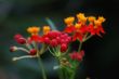 orange red flower from rain forest