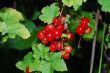 red currants