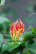 bloom from the rainforest