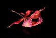 Vibrant red leaf on black background