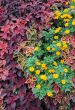 Closeup Ground Covering Plants