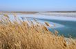 Dry Reeds in the Winter