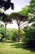 Green tree