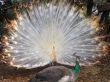 Albino Peacock