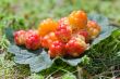 Cloud berries on a bog close up in summer