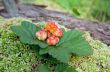 Cloudberry closeup in summer. Fresh wild fruit