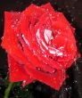red rose