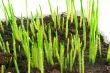 he young green shoots 