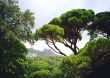 Green tree