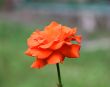 Red rose