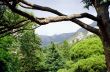 Green tree