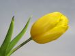 yellow tulip