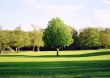 Green tree