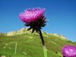 Flower with a rose pins and mountain background