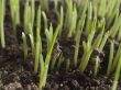 The young green shoots 
