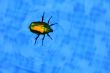 Cockchafer floating in swimming pool