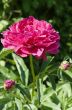 Blooming peony in the garden