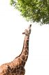 The giraffe stretches to the branches of a tree