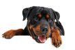 head of rottweiler