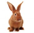 young rabbit