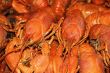 Background with many crawfishes