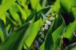 Lily-of-the-valley 