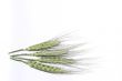 wheat on white background