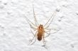 spider on a white wall