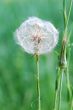 nice big blowball