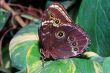 big brown butterfly