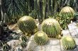 Big round cactus