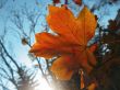 Lonely red leaf on the autumn tree