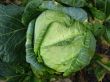 Head of cabbage